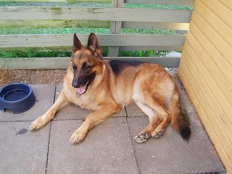 Schæferhund kanto - på ferie. billede 11