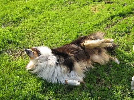 Collie langhåret oscar - flyvrulle!!! billede 5