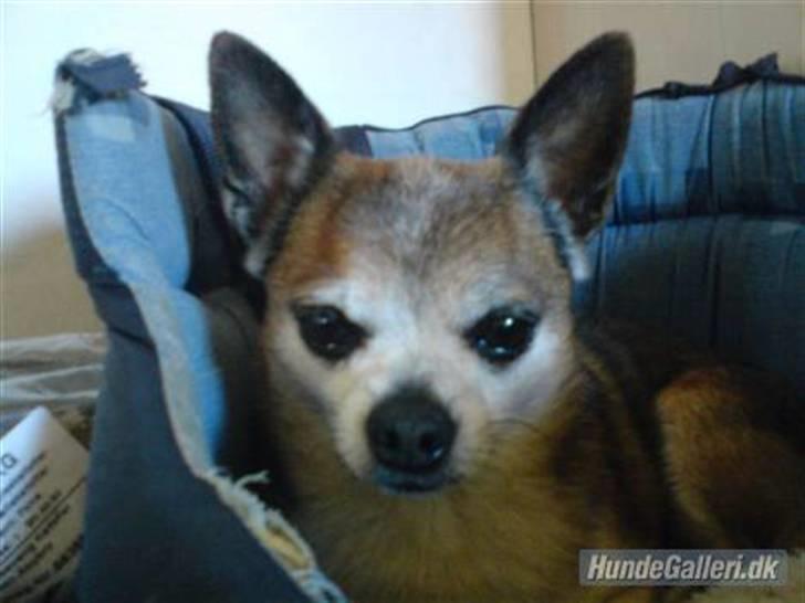 Chihuahua Chark -  Er jeg ikke bare sød ? :) billede 1