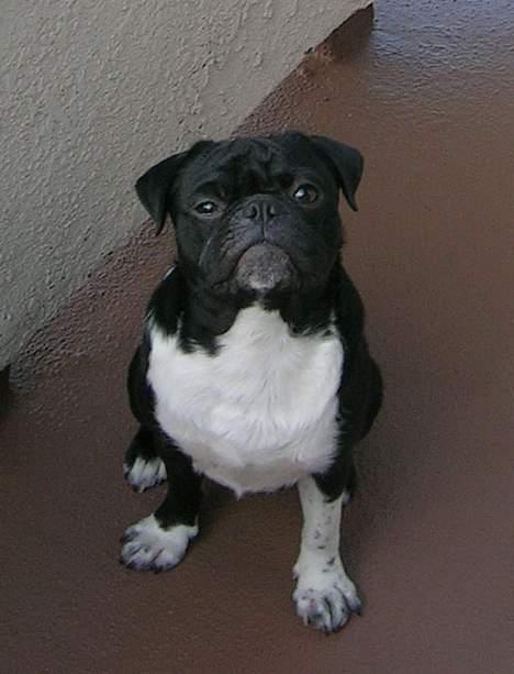 Mops Lord Kelvin - Nu "sitter" jeg ..Finder du så på noget!? billede 1