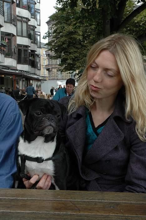 Mops Lord Kelvin - ..Det her fotografering keder mig lidt. billede 3