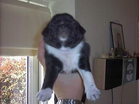 Mops Lord Kelvin - Det første billede af "præsten" som han blev kaldt dengang p.g.a. den hvide krave billede 4