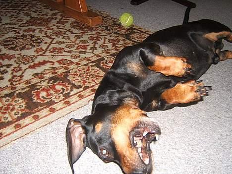 Gravhund Sofus - Jeg er faarlig..  billede 6