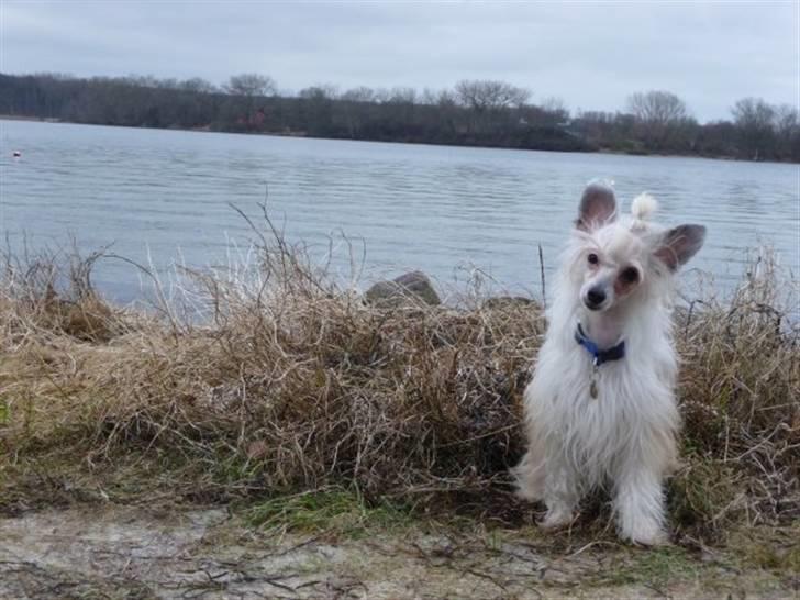 Chinese crested powder puff Reject's Four Seasons Spring - December 2008 billede 2