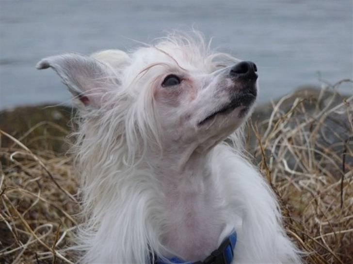 Chinese crested powder puff Reject's Four Seasons Spring - På stranden, december 2008 billede 3