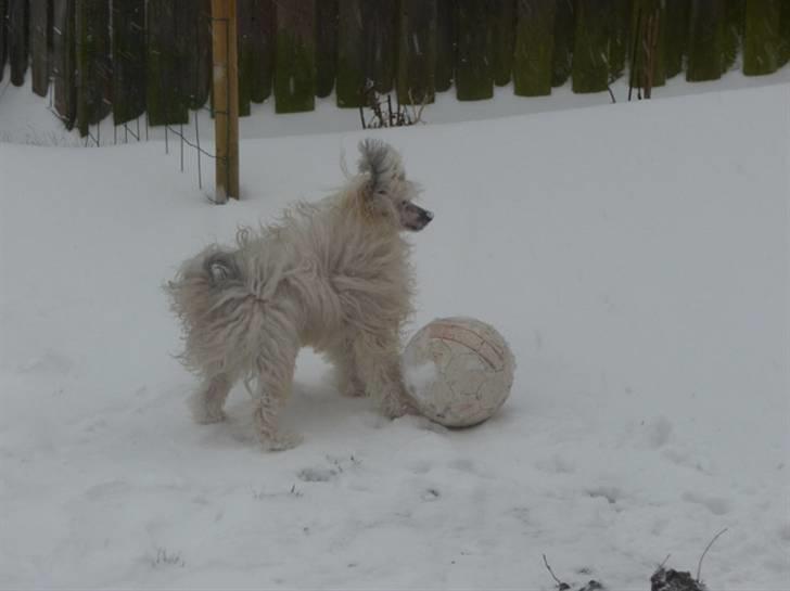 Chinese crested powder puff Reject's Four Seasons Spring - Vinteren 2010 - Leger med bold i haven billede 10