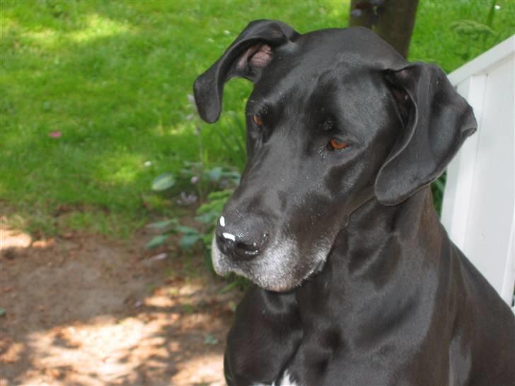 Grand danois Frida - Uhmm.. jeg Elsker ris..:) billede 1