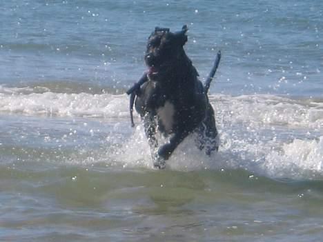 Grand danois Frida - Juhuuu.. Hvor er det sjovt, jeg løber lige alt hvad jeg kan. billede 2