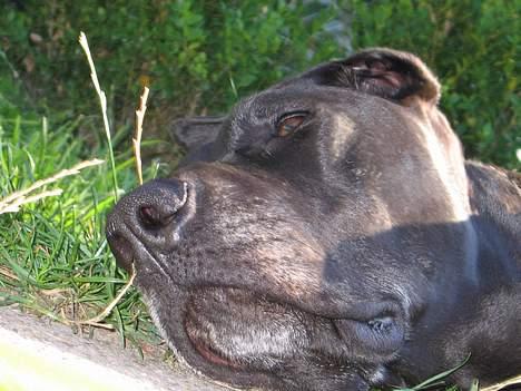 Grand danois Frida - Hvor er det bare dejligt med sommer, den varme sol varmer mig.. ahhh billede 3