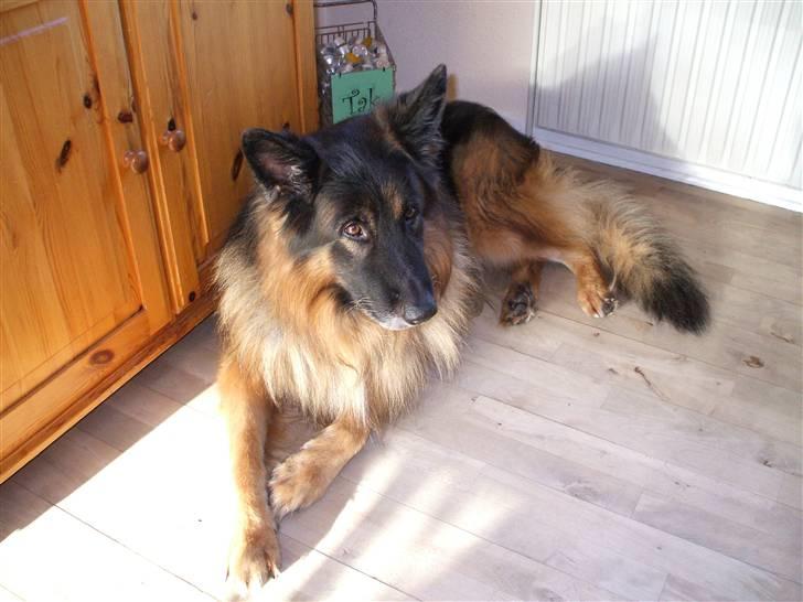 Schæferhund Bamse ¤RIP¤ billede 1