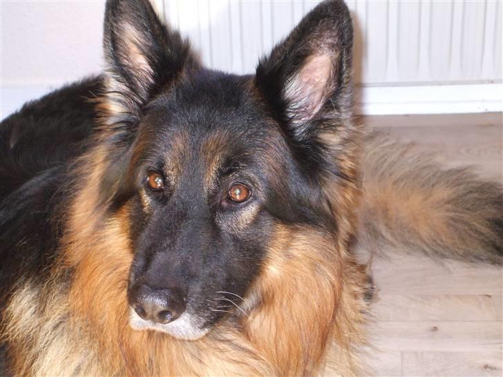 Schæferhund Bamse ¤RIP¤ billede 2