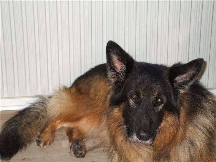 Schæferhund Bamse ¤RIP¤ billede 3