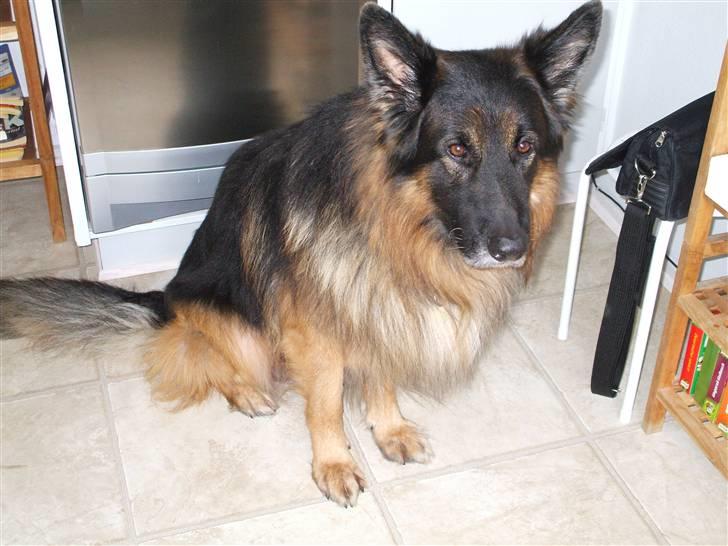 Schæferhund Bamse ¤RIP¤ billede 4