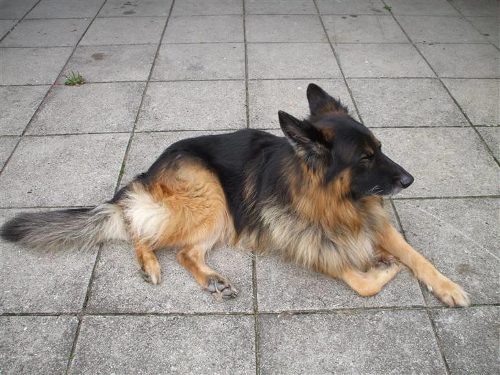 Schæferhund Bamse ¤RIP¤ billede 5