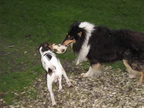 Collie langhåret oscar - gi mig den boldt anton!!! det er min billede 6