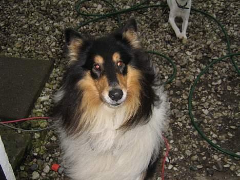 Collie langhåret oscar - hej mor, vi laver ikke noget! hvorfor tror du det? billede 7