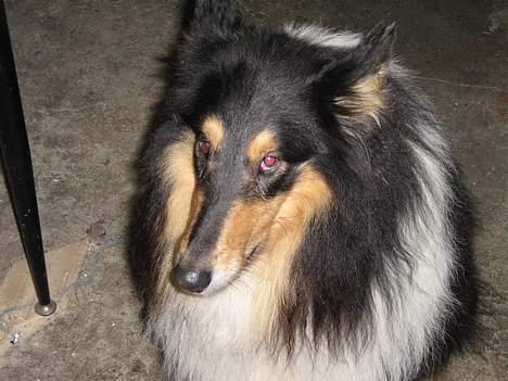 Collie langhåret oscar - gider ikke mere nu billede 8