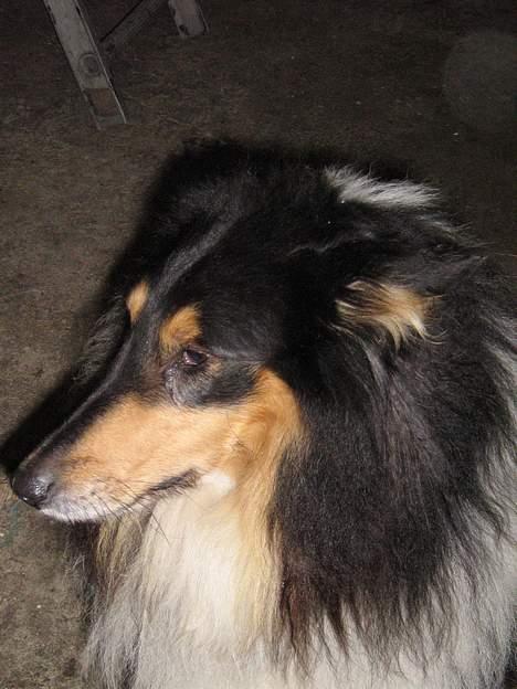 Collie langhåret oscar - jeg sagde: jeg gider ikke mere nu billede 9