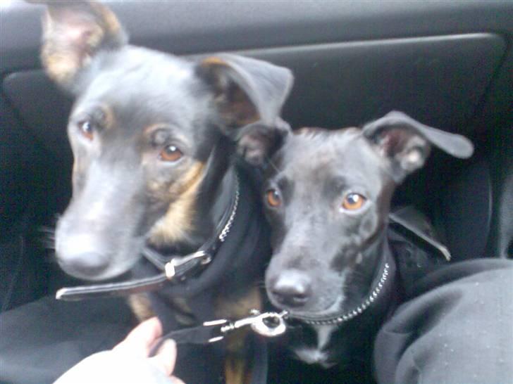 Blanding af racer Nicki -Foxterrier/Schæfer billede 7