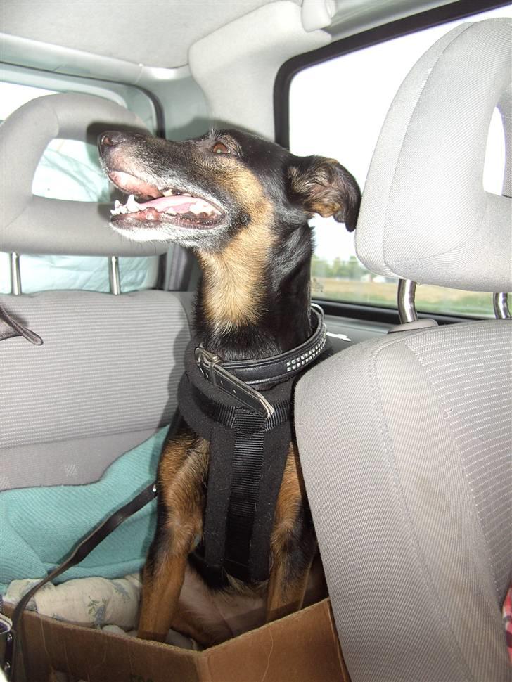 Blanding af racer Nicki -Foxterrier/Schæfer - Jeg æælsker at køre i bil :D billede 8