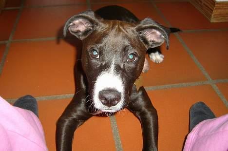 Blanding af racer Louis - Seje :) billede 1