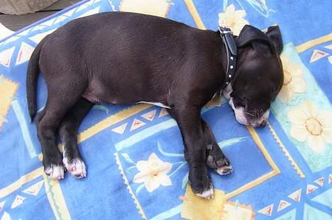 Blanding af racer Louis - R han ik lille? 3 kg :P billede 3