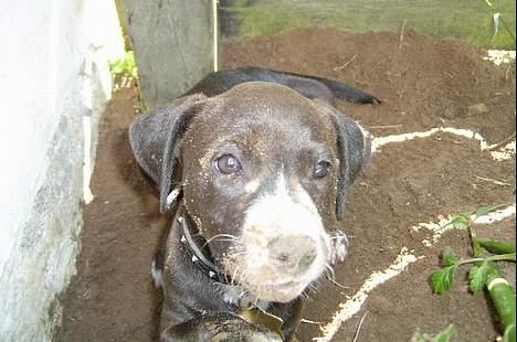 Blanding af racer Louis - Gravhunden Louis :) billede 4