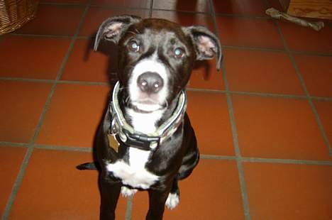 Blanding af racer Louis - Louis billede 5