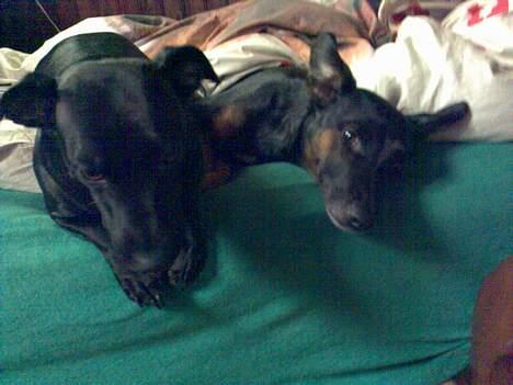 Blanding af racer Silke *Bor hos min venind - Om jeg laver ulykker? - Nej da! - Nicki holder jo øje med mig... billede 9