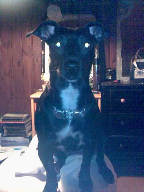 Blanding af racer Silke *Bor hos min venind - Silke er faktisk god til at sidde stille når man hiver kameraet frem. - Fotogen billede 10