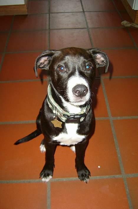 Blanding af racer Louis - louis billede 6