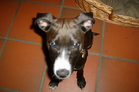 Blanding af racer Louis - Louis billede 7