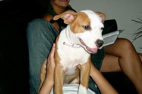 Blanding af racer Louis - Nini ( Louis første kærest :P) billede 8