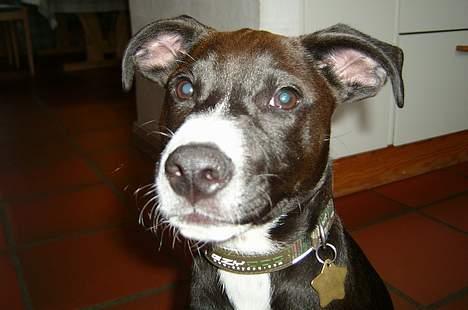 Blanding af racer Louis - Bad ass... billede 9