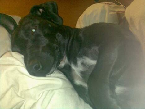 Blanding af racer Silke *Bor hos min venind - *Sweet Dreams* billede 11