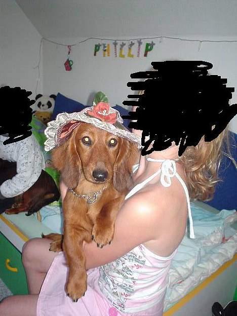 Gravhund Anna - r.i.p :'( - Foto: sille Q.    med hat på .. <3 billede 12