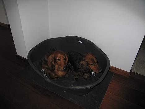 Gravhund Anna - r.i.p :'( - Foto: sille Q.              vi har li´ge været på markenn idag ..   <3 billede 13