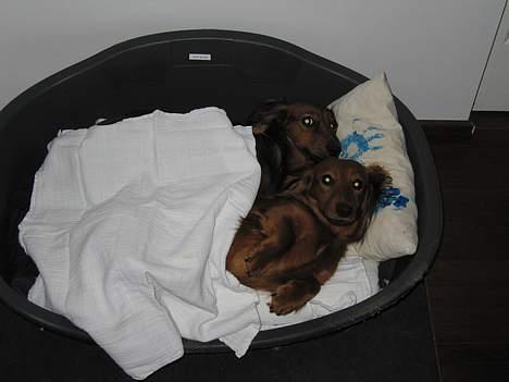 Gravhund Anna - r.i.p :'( - Foto: sille Q.                            jeg tar mig ligge en lurc ..<3 billede 14