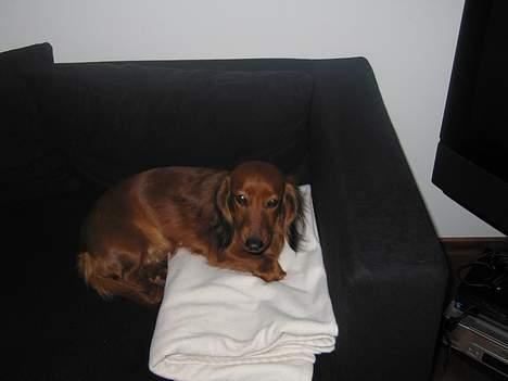 Gravhund Anna - r.i.p :'( - Foto: sille Q.                hejsa  ... <3 billede 15