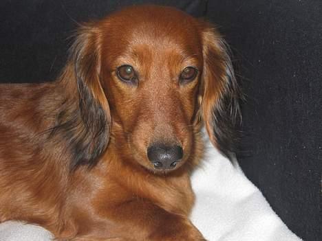 Gravhund Anna - r.i.p :'( - Foto: sille Q.                eer hun ikk smukk´her mit bedste billiede <<3 billede 16