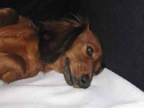 Gravhund Anna - r.i.p :'( - Foto: sille Q.           .-.-.   ...<3 billede 17