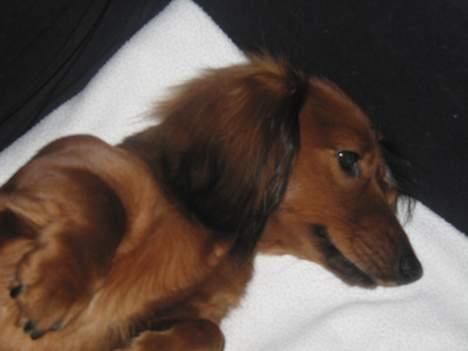 Gravhund Anna - r.i.p :'( - Foto: sille Q.               ihh jeg bliver foto model ,,.l.,.<3 billede 18