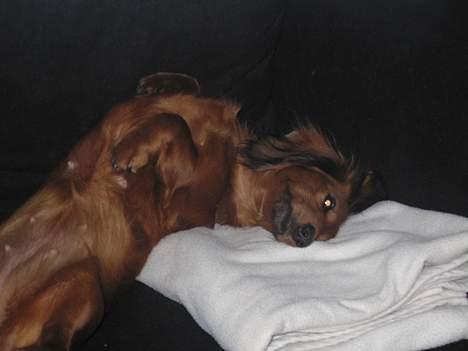 Gravhund Anna - r.i.p :'( - Foto: sille Q.                           rulle rulle .. !! <3 billede 19