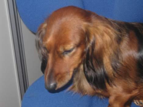 Gravhund Tea - ihh hvor skal jeg tisse,,.,  <3 billede 12