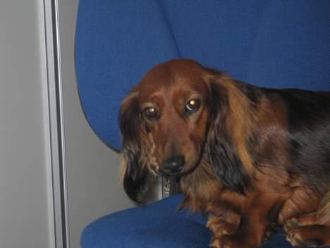 Gravhund Tea - tiitte bøhh.,. <3 billede 13