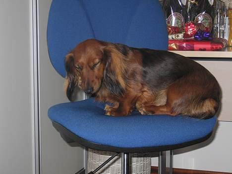 Gravhund Tea - dronning tea <3     elsker virkelig den hund <3<3<3<3<3 billede 14