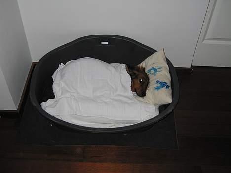 Gravhund Tea - godnat <3 billede 15