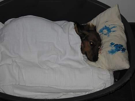 Gravhund Tea - jeg kan altså ikke sove når i .. snakker sss, <3 billede 16