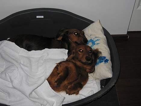 Gravhund Tea - Hejssa.. <3 billede 17