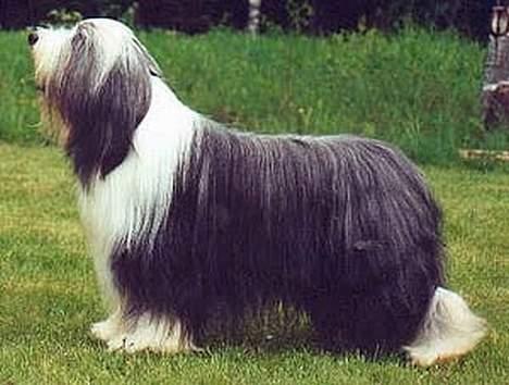 Bearded collie  Ryan billede 1